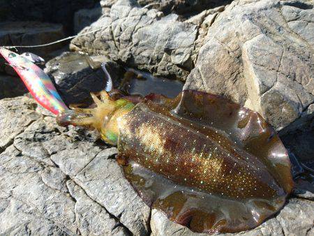 敦賀秋イカ(￣▽￣)地磯