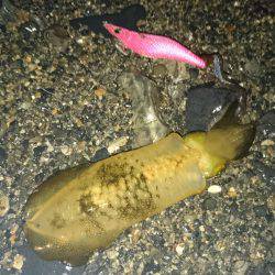 今季秋イカ初のサーフへ