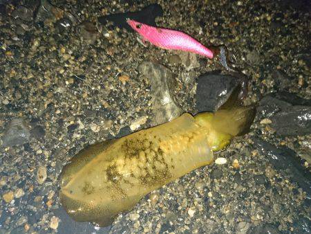 今季秋イカ初のサーフへ