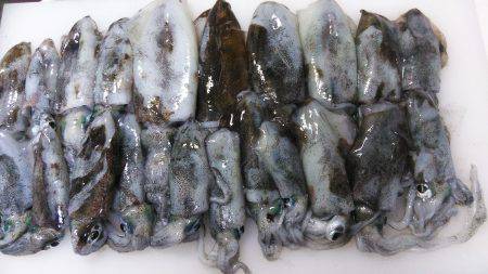 遠征アオリイカ