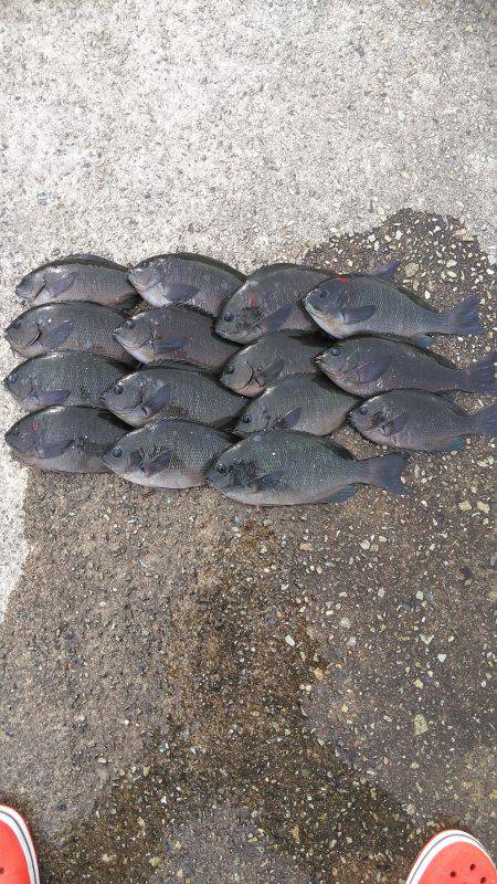 垂水一文字グレ