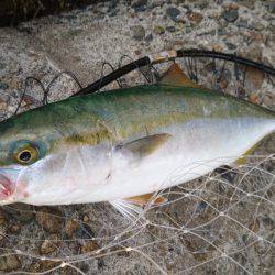 何故かハマチ⁉