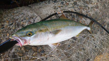 何故かハマチ⁉