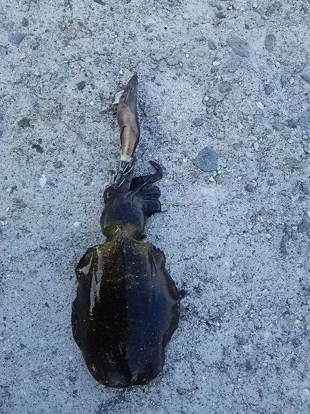 貝塚人工島でアオリイカ2杯キャッチ