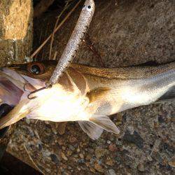 サヨリだらけ(-_-)