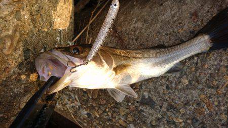 サヨリだらけ(-_-)