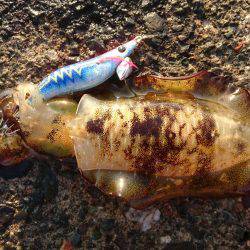 2017秋イカ初釣行