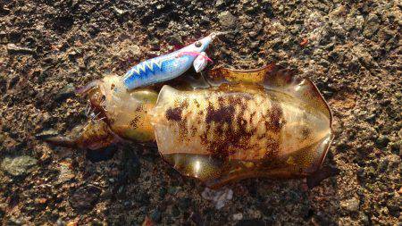 2017秋イカ初釣行