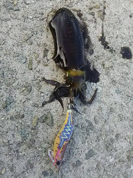 ニガシオの中何とか1杯get