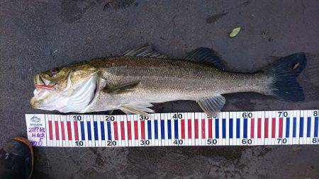 リベンジ達成♪