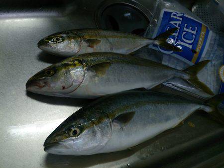 パターンがはまると・・・