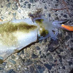 朝マズメ狙いで