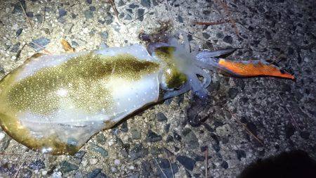 朝マズメ狙いで