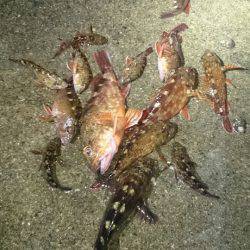 型が落ちてきたガシラポンポン