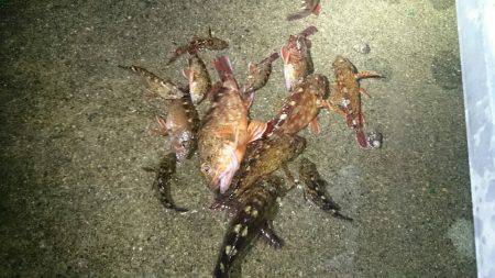 型が落ちてきたガシラポンポン