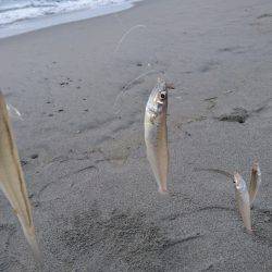 キスフィーバー