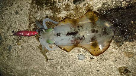 条件良くても渋い