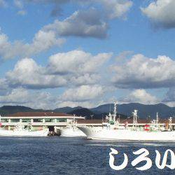 鳥取にオオアジを狙いに。