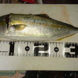 ショアジギング