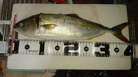 ショアジギング