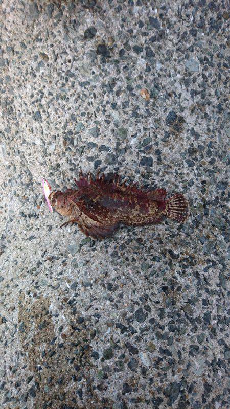 朝からショアジギング