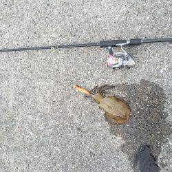 朝まずめ狙いで行ってきました。