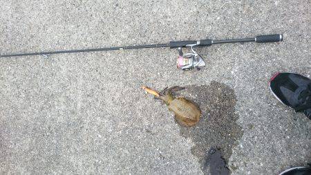 朝まずめ狙いで行ってきました。