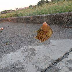 エサが余っていたので