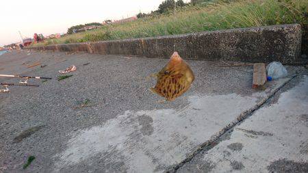 エサが余っていたので