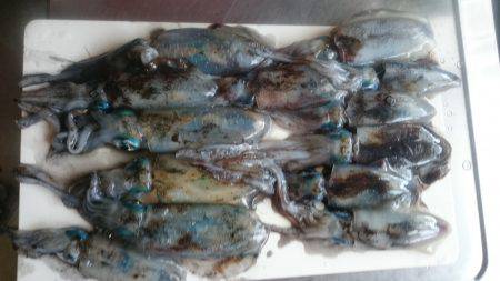 仕事終わり爆釣