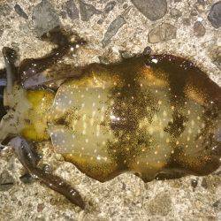 今年の秋エギング