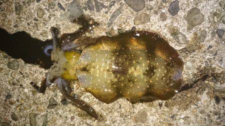 今年の秋エギング