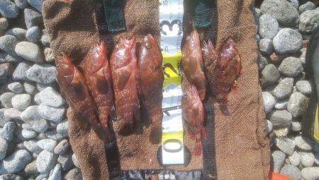 ロックフィッシュ