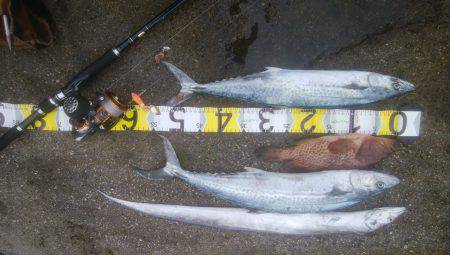 ロックフィッシュ＆　シーバス