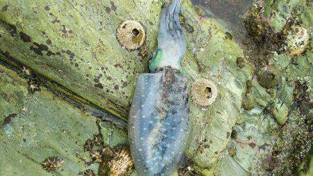 小さいアオリイカ