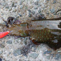 teamゲッソー調査隊