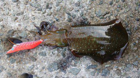 teamゲッソー調査隊