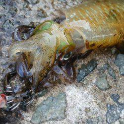 teamゲッソー調査隊