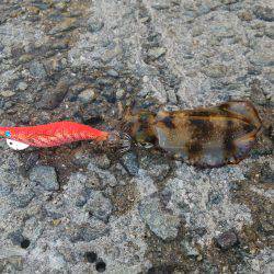 teamゲッソー調査隊