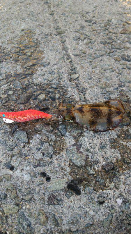 teamゲッソー調査隊