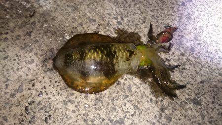 アオリイカ大漁