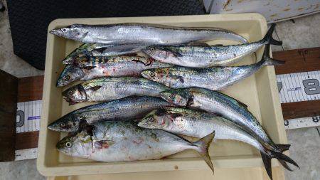 ハマチ、サゴシ、太刀魚