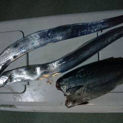 カツオ&タチウオ