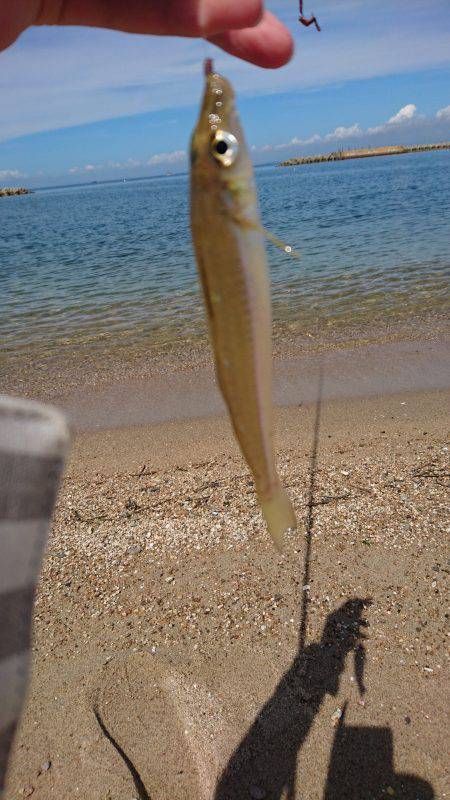 青物からのキス
