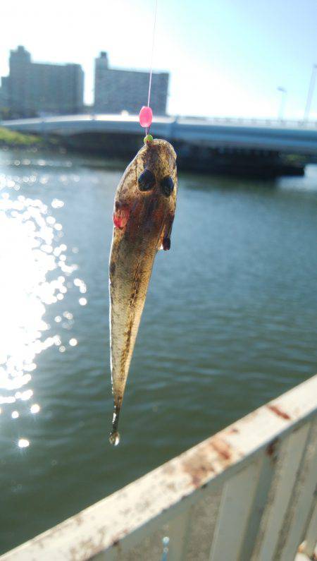 大川某所でハゼ