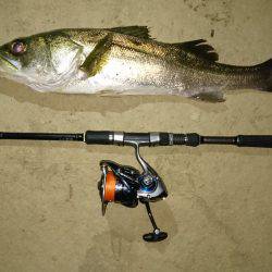 シーバスゲット