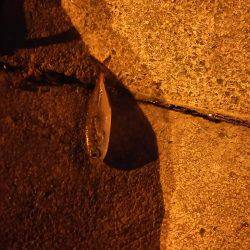 魚もイカもいない