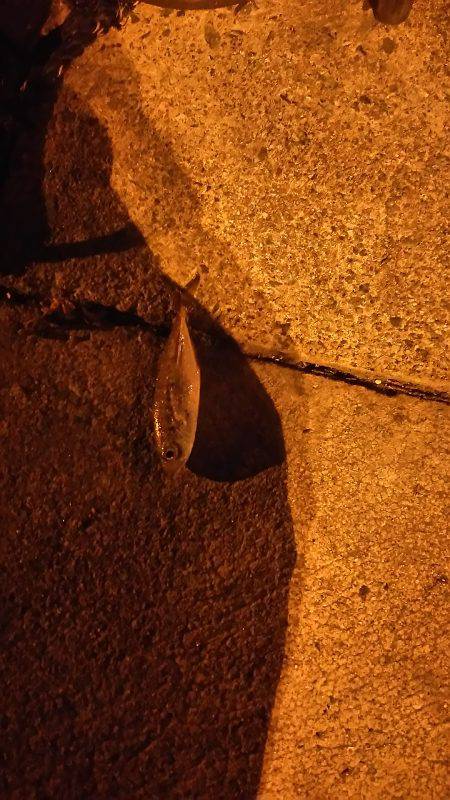 魚もイカもいない