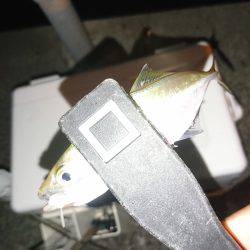 続・豆アジング