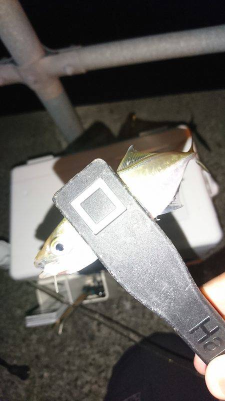 続・豆アジング